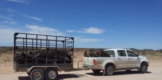 przyczepa samochodowa producent