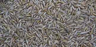 Gdzie jest produkowana mazda cx 30?