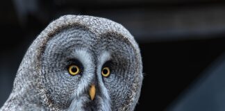 Ile Volt jest w siłę? Ile Volt jest w siłę?