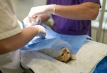 Jak sterylizacja bez autoklawu?