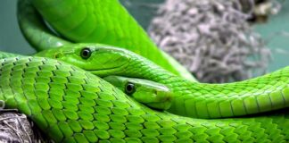 Jak twarde powinny być węże od chłodnicy? Jak twarde powinny być węże od chłodnicy?