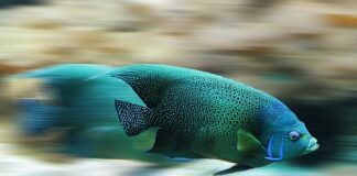 Czym smarować łuski?