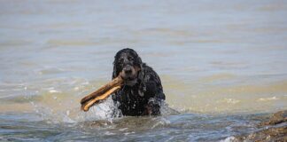 Ile kosztuje sprowadzenie auta z Polski do USA? Ile kosztuje sprowadzenie auta z Polski do USA?