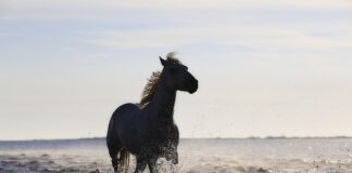 Co to jest standard VESA?