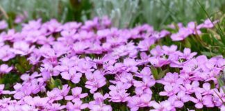 Jak pozbyć się mchu z kostki?