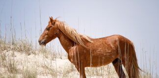 Jaki Youtuber ma Mustanga?