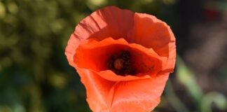 Jakiego pochodzenia jest Opel? Jakiego pochodzenia jest Opel?