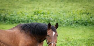 Jak zamontować uchwyt na telefon do kratki nawiewu?