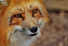 Jak wyczyścić podszybie? Jak wyczyścić podszybie?