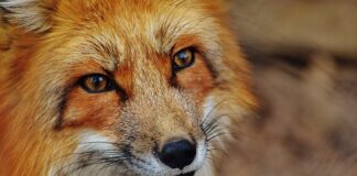 Jak wyczyścić podszybie? Jak wyczyścić podszybie?