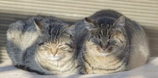 Dlaczego auto słabo grzeje? Dlaczego auto słabo grzeje?