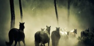 Ile koni ma Mach e? Ile koni ma Mach e?