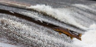 Jak zmierzyć prąd silnika 3 fazowego? Jak zmierzyć prąd silnika 3 fazowego?