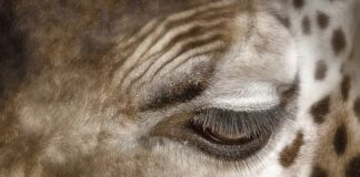 Czym zmyć tłuste plamy z kostki brukowej forum?