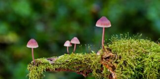 Jakie są rodzaje naczep?