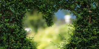 Jak pozbyć się zielonego nalotu na kostce brukowej? Jak pozbyć się zielonego nalotu na kostce brukowej?