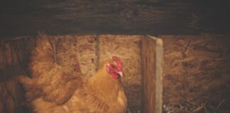 Czym wycierać kurze w samochodzie?