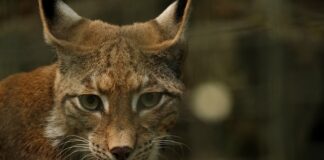 Jak pozbyć się rys na czarnym aucie?