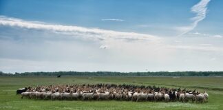 Czy Roundup niszczy kostkę?