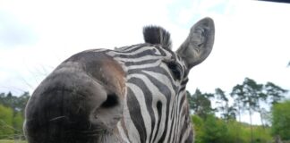 Czy można myc Crossa na myjni?