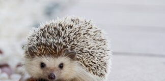 Jakie kołki do uchwytu TV 55 cali?