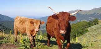 Jak wyczyścić samochód w środku? Jak wyczyścić samochód w środku?