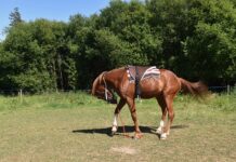 Jak zamontować gałki do mebli? Jak zamontować gałki do mebli?