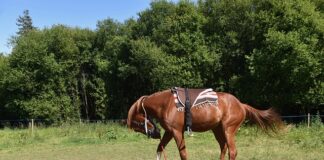 Jak zamontować gałki do mebli? Jak zamontować gałki do mebli?