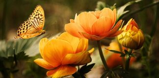 Jaki środek do mycia kostki brukowej?