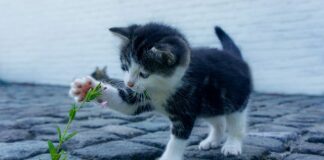 Jak usunąć kamień z nagrzewnicy?