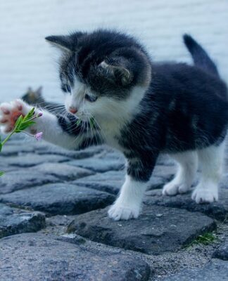Jak usunąć kamień z nagrzewnicy?
