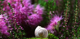 Jak zrobić obudowę do telefonu?